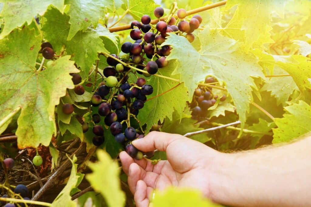 Weinrebe - Pflanze