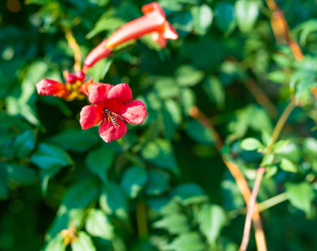 Kletterpflanzen Trompetenblume