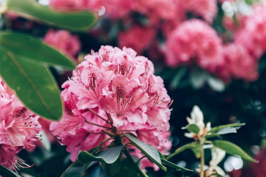 Rhododendron rosa