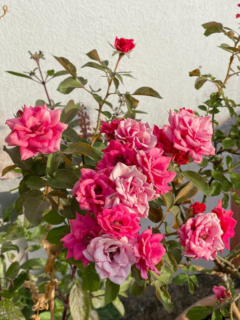 Rosen pflanzen