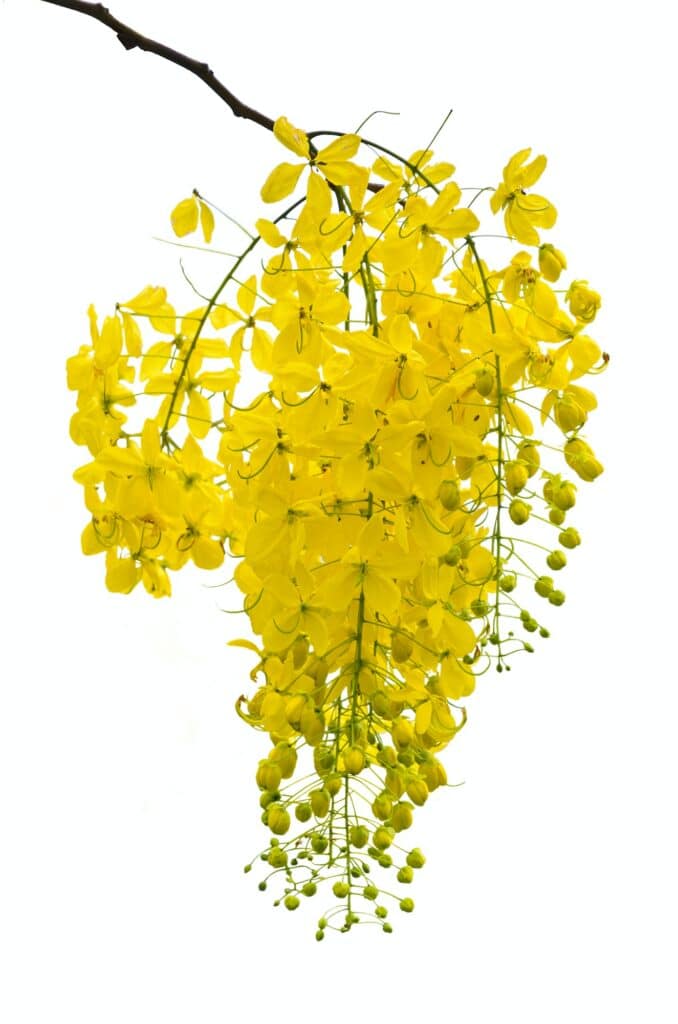 Goldregen Blüten