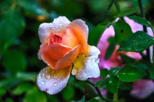 Rose Tautropfen