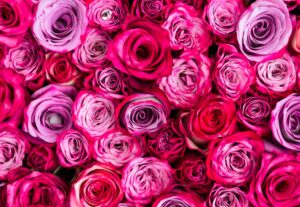 rote Rosen