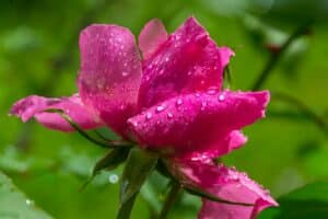 Rose mit Tautropfen