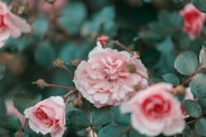 Kletterrose rosa
