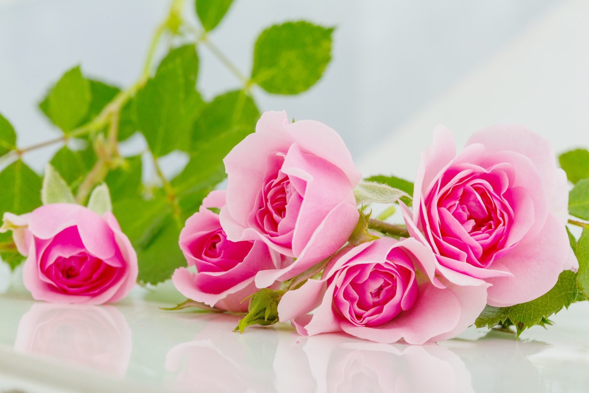 rosa Rosen