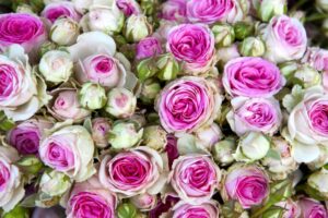 rosa Rosen