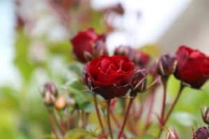 rote Rosen