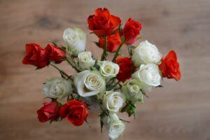rote weiße Rosen