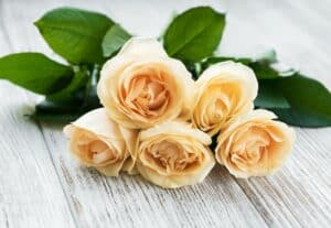 gelbe Rosen