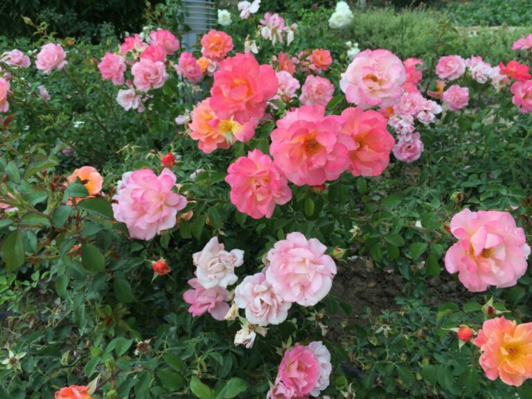 Rosen im Garten