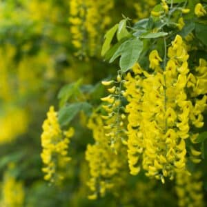 Nahaufnahme hängender gelber Blütentrauben eines Goldregens im Frühling