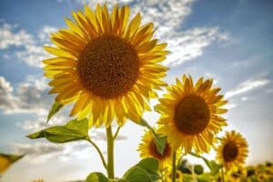 Sonnenblume unter freiem Himmel