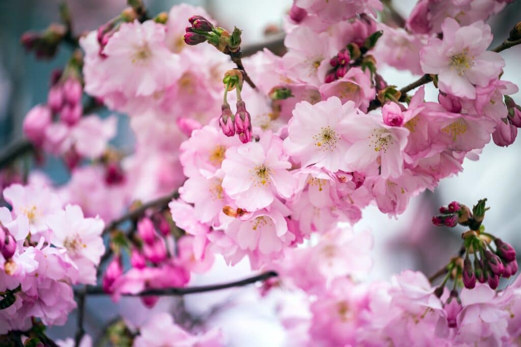 zarte rosa Kirschblüten