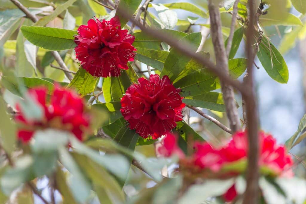 Rhododendron Anbaugeschichte