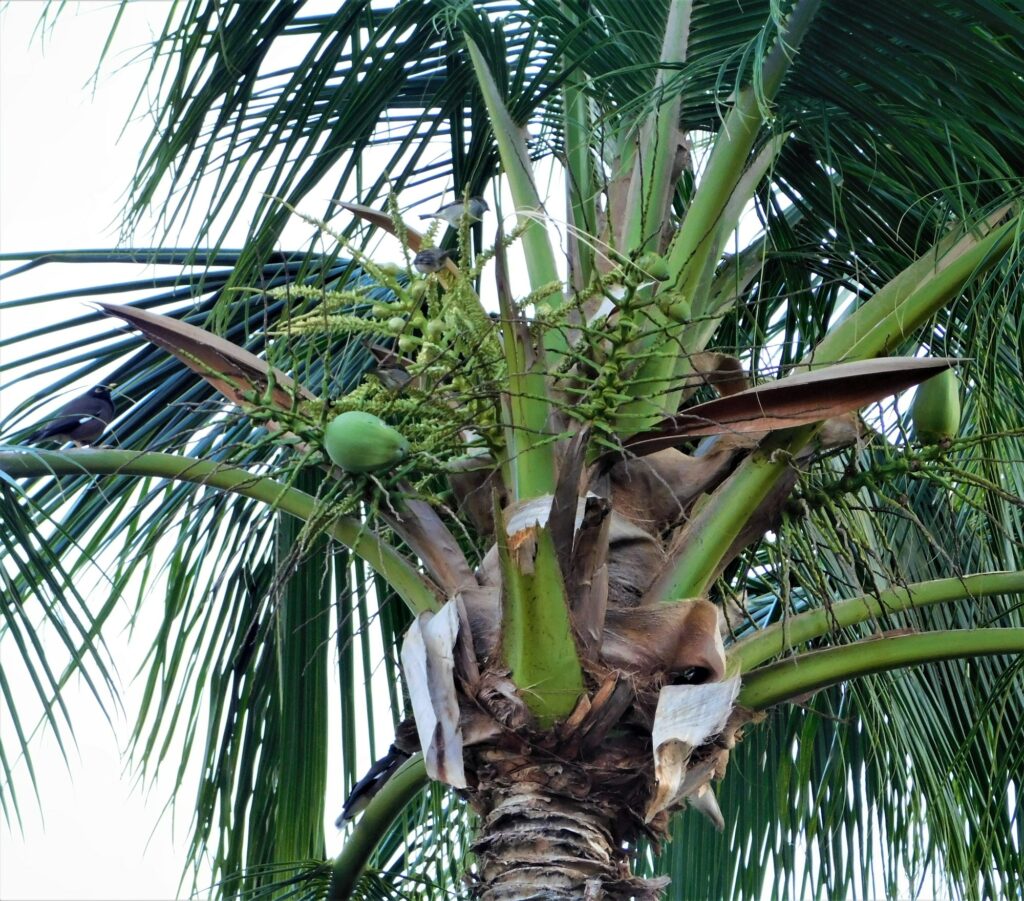Kokospalme