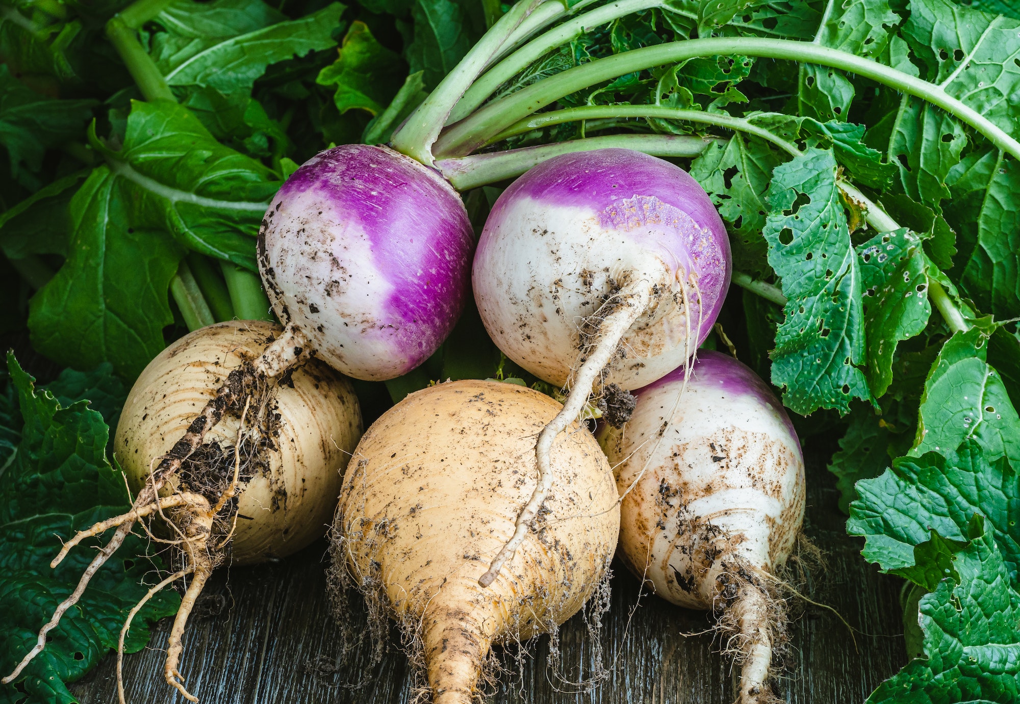 Rübe | Düngee: Alles über Rübenanbau, -düngung, -samen und köstliche ...