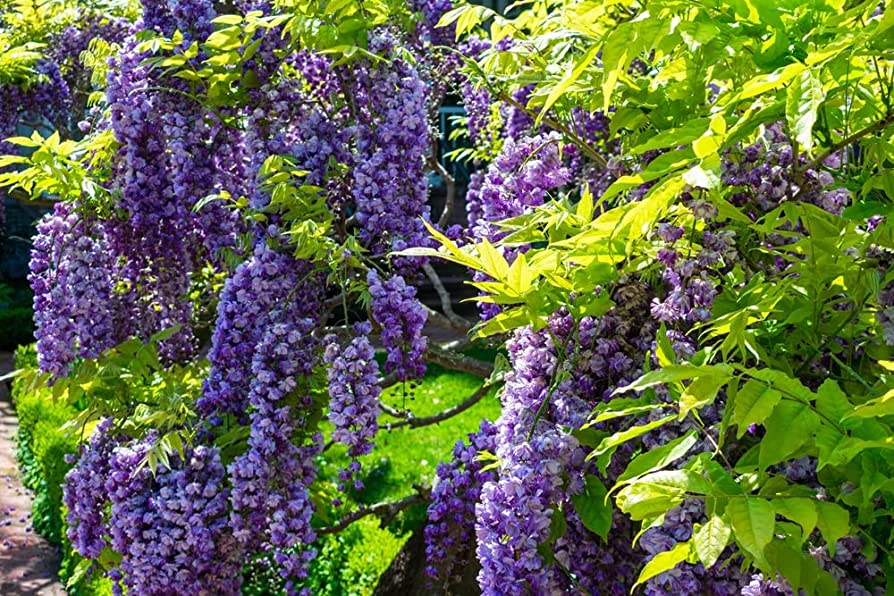 Strauchglyzinie Wisteria frutescens