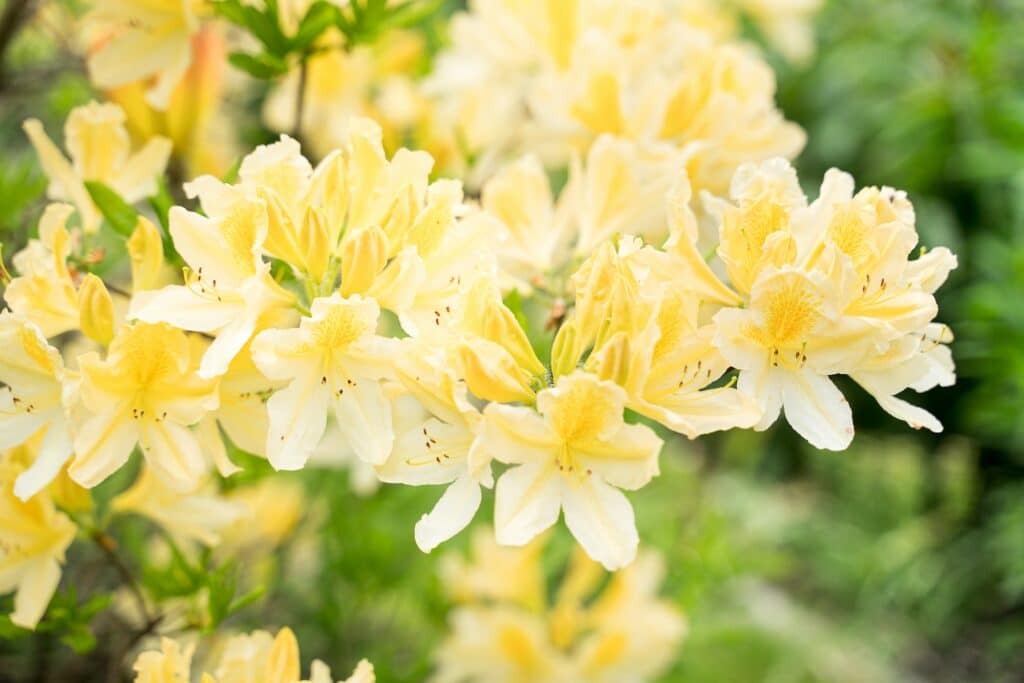 gelber Rhododendron
