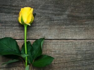 Rose gelb