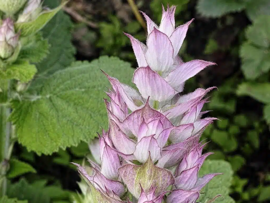 Salvia sclarea, Muskatellersalbei