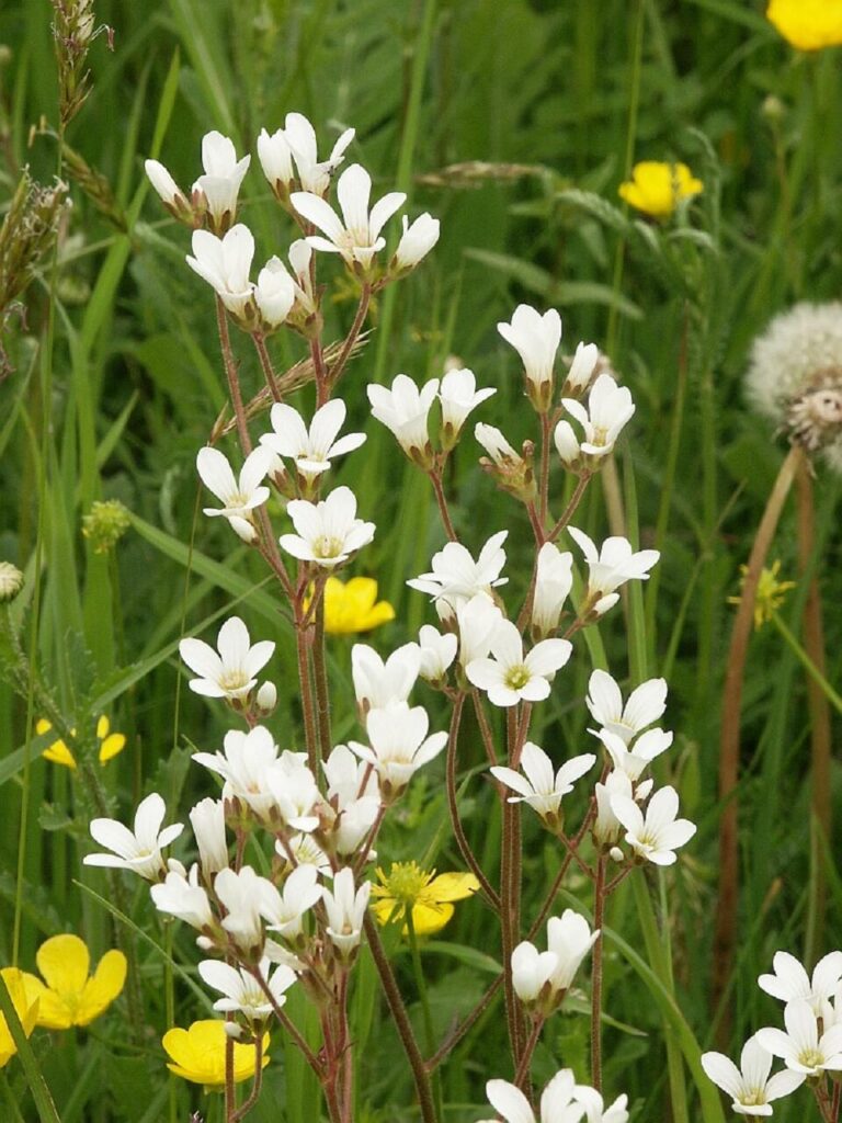 Knöllchen-Steinbrech, Saxifraga granulata​
