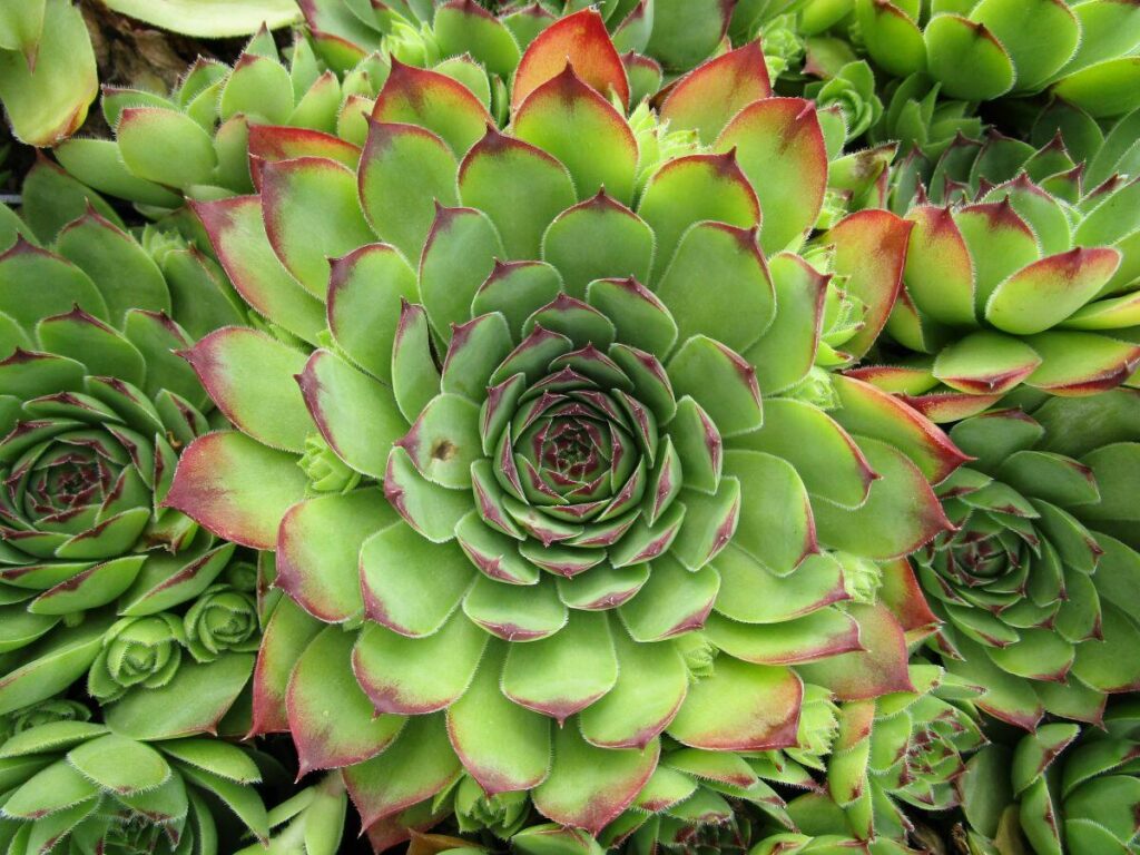 Sempervivum tectorum, Hauswurz