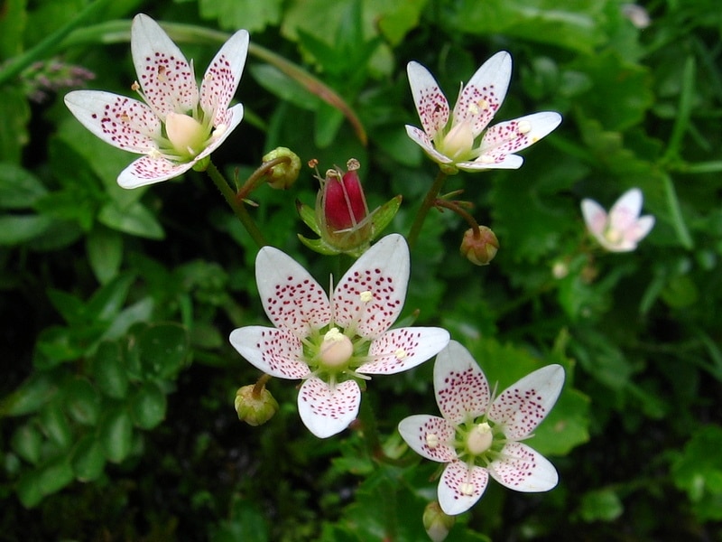 Rundblättriger Steinbrech, Saxifraga rotundifolia​