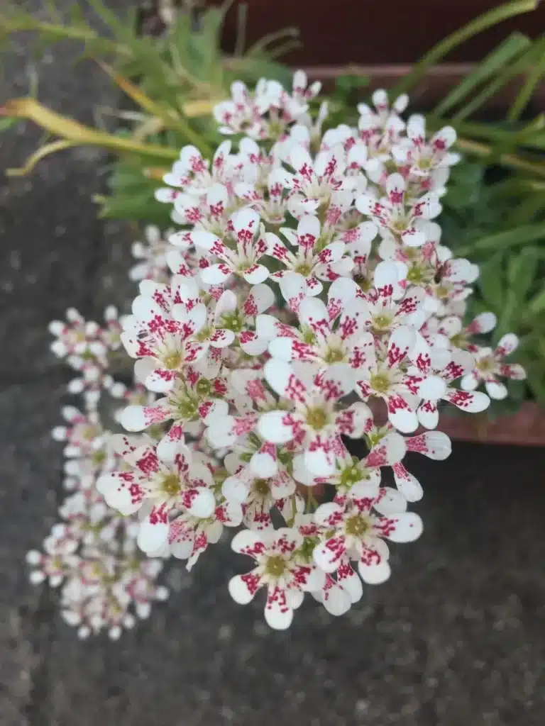 Saxifraga cotyledon 'Pyramidalis'