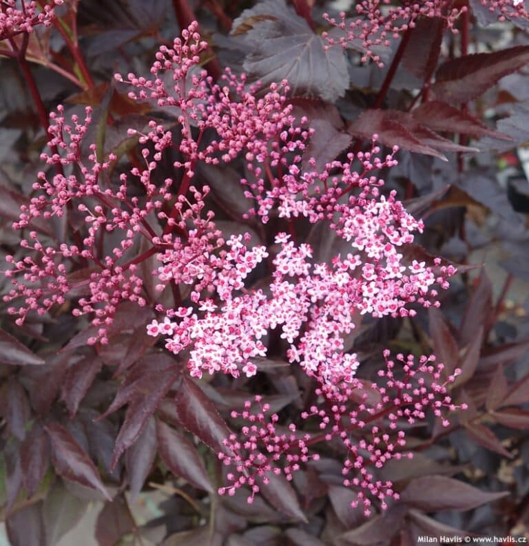 Sambucus nigra – Schwarzer Holunder