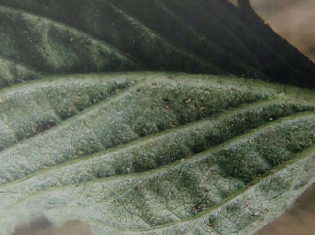 Hopfenspinnmilbe