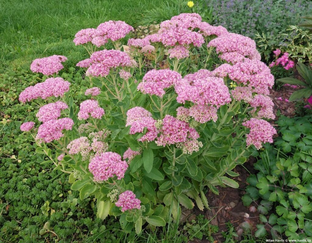 Sedum spectabile, Pracht-Fetthenne