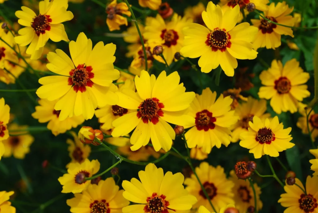 Coreopsis basalis​
