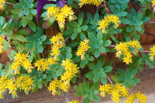 Sedum palmeri, Palmer-Fetthenne