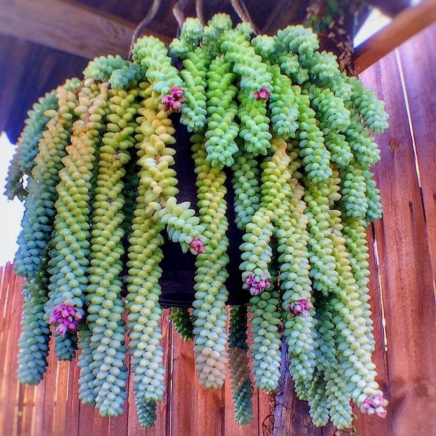 Sedum morganianum, Morgans Fetthenne