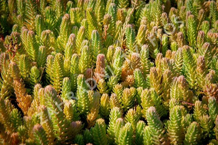 Tripmadam - Sedum reflexum
