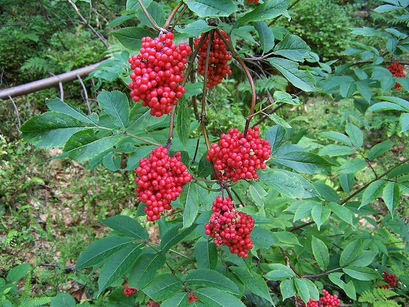 Sambucus racemosa, roter Holunder ​