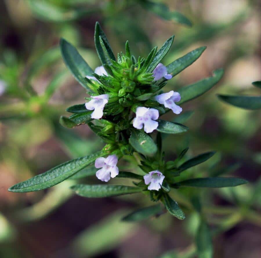 Bohnenkraut