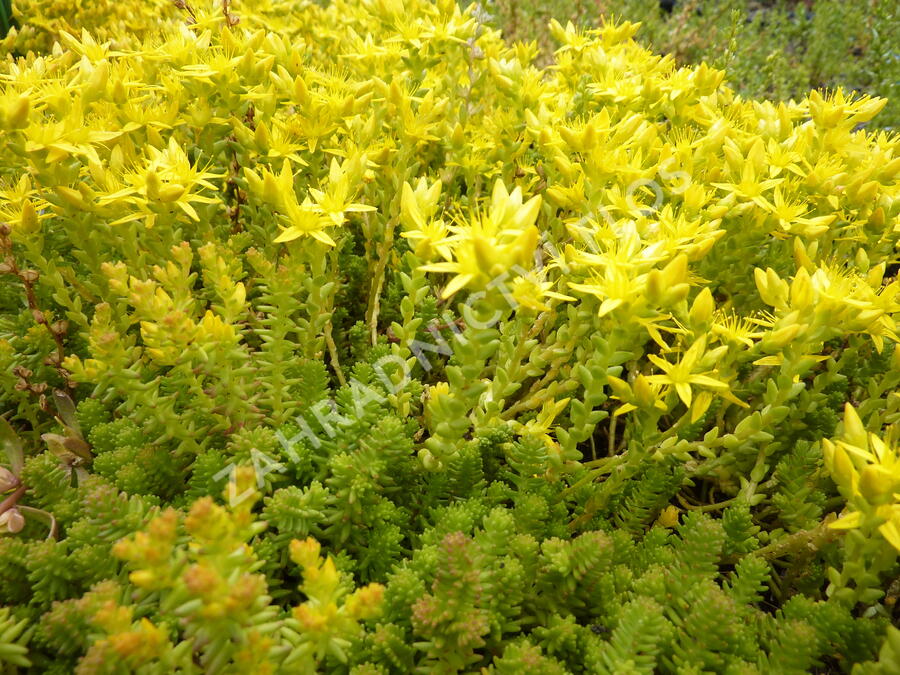 Mauerpfeffer - Sedum acre