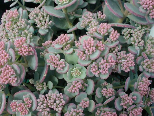 Sedum sieboldii, Siebolds Fetthenne