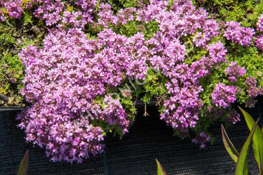 Doerflers Thymian (Thymus doerfleri)​