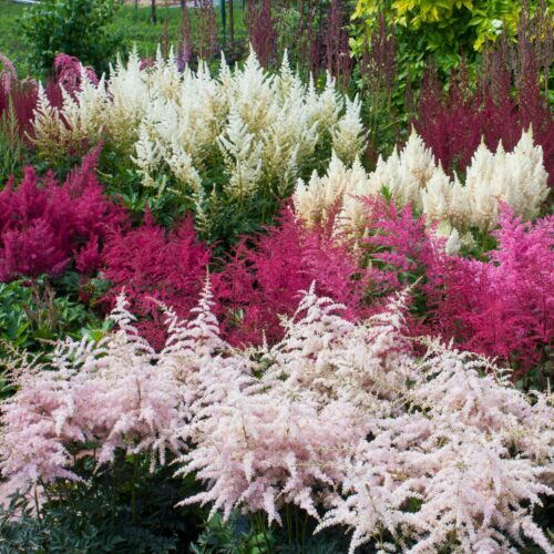 Arends-Astilbe (Astilbe × arendsii) mit rosa Blütenstand