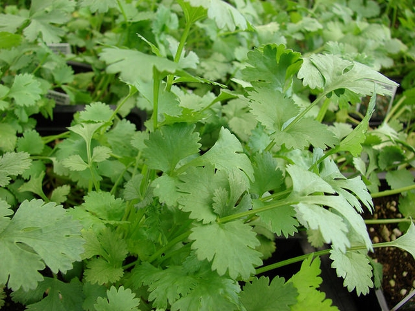 Koriander (Coriandrum sativum)​