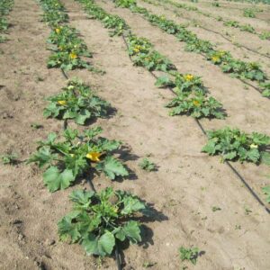 Zucchini (Cucurbita pepo)