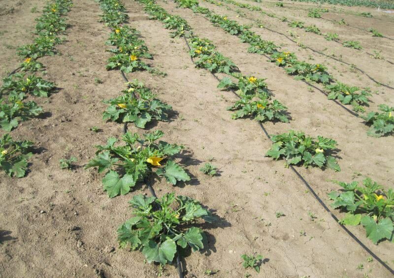 Zucchini (Cucurbita pepo)