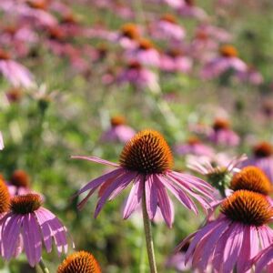 Purpur-Sonnenhut (Echinacea purpurea) mit purpurfarbenen Blüten