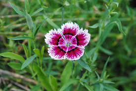 Chinesische Nelke dianthus chinensis