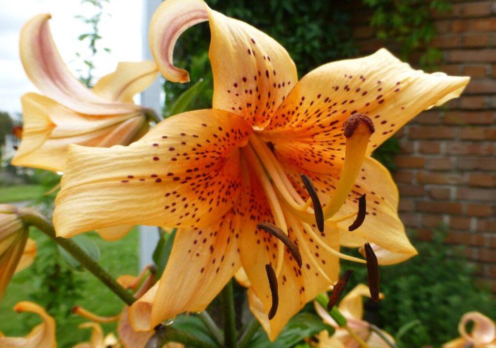 Lilienhybriden ('Glockenspiel')