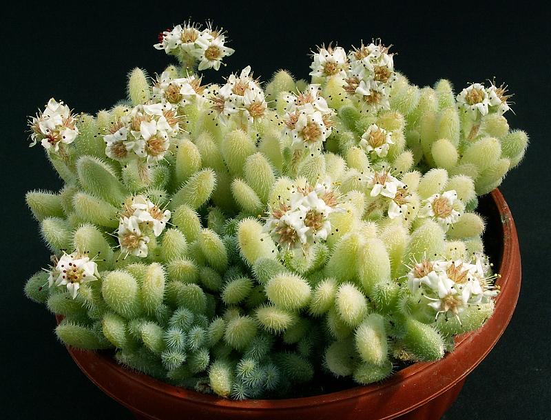 Sedum hintonii, Hintons Fetthenne