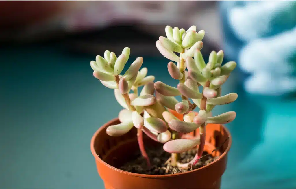 Sedum pachyphyllum​